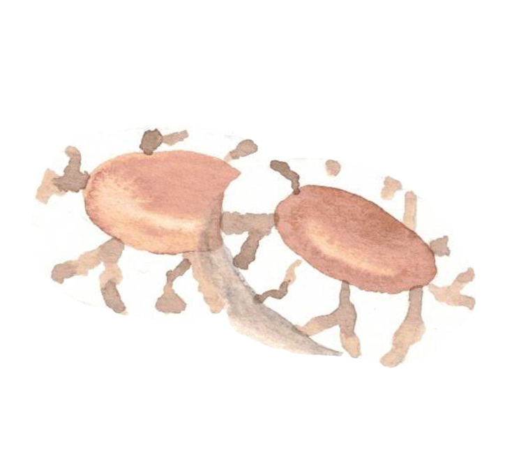 Une image représentant 2 biscuits avec de la crème de marron au centre